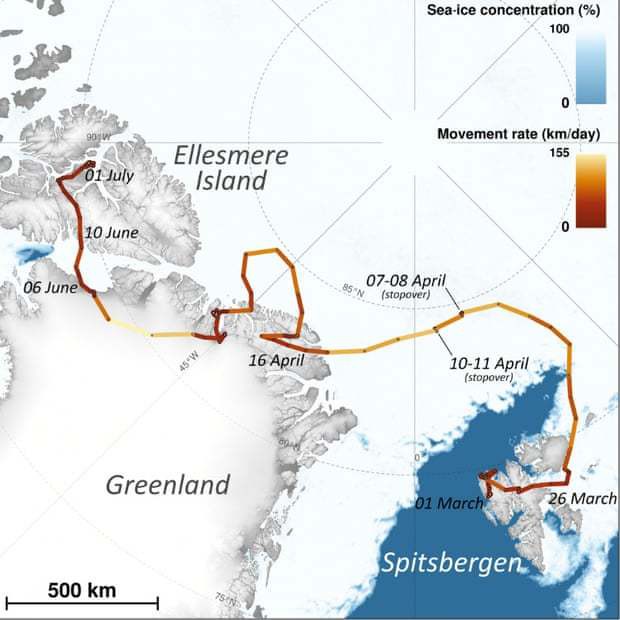 Cáo tuyết Bắc Cực lang thang hơn 4.000 cây số từ Na-Uy sang tận Canada: Lông từ trắng thành xám đen, tưởng hư cấu mà có thật 100% - Ảnh 3.