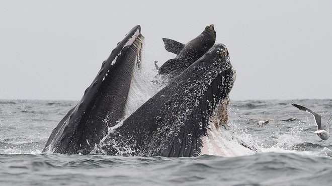 Lần đầu tiên xuất hiện hình ảnh cá voi nuốt chửng sư tử biển nhưng bất ngờ nhất là định mệnh của con mồi - Ảnh 1.