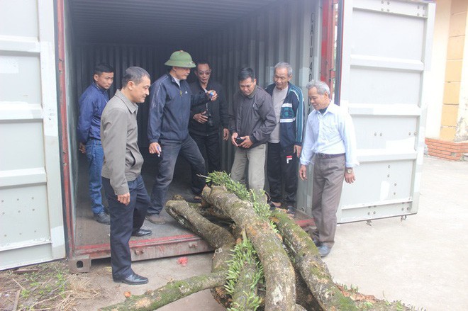 Chưa thể đấu giá 2 cây Sưa trăm tỷ ở Hà Nội do không có người đặt cọc tiền - Ảnh 3.