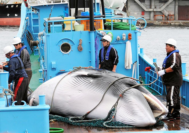 Sau 31 năm, Nhật Bản cho phép săn bắt cá voi thương mại trở lại: Bất chấp phản đối để nỗ lực hồi sinh ngành công nghiệp đang hấp hối? - Ảnh 4.