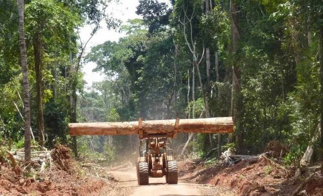 C&aacute;nh rừng lớn thứ hai thế giới đang nhả lượng CO2 t&iacute;ch trữ cả ng&agrave;n năm ra m&ocirc;i trường v&agrave; nguy&ecirc;n nh&acirc;n do ph&aacute; rừng - Ảnh 1.
