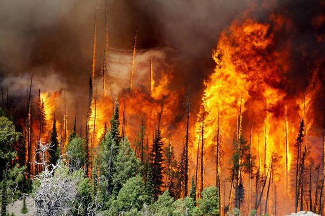 Cánh rừng lớn thứ hai thế giới đang nhả lượng CO2 tích trữ cả ngàn năm ra môi trường và nguyên nhân do phá rừng - Ảnh 2.