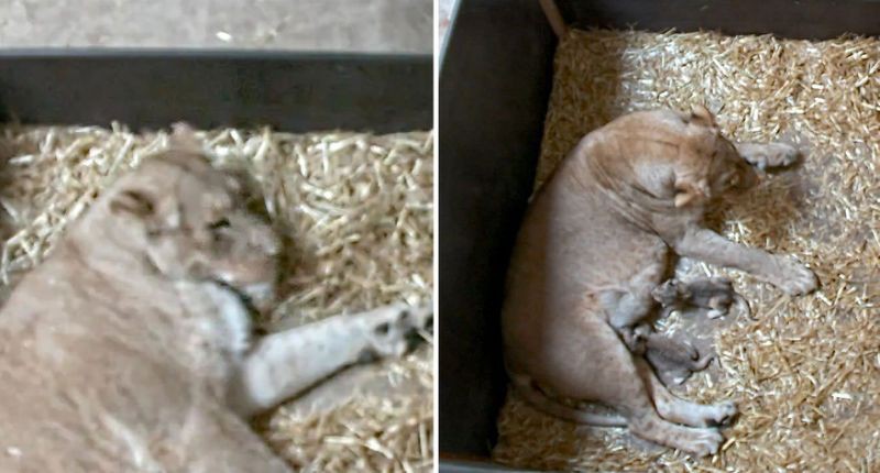 Bi kịch sư tử mẹ trong sở th&uacute; giết thịt con m&igrave;nh dứt ruột đẻ ra: Tại sao Hổ dữ kh&ocirc;ng ăn thịt con m&agrave; sư tử lại l&agrave;m như vậy? - Ảnh 1.