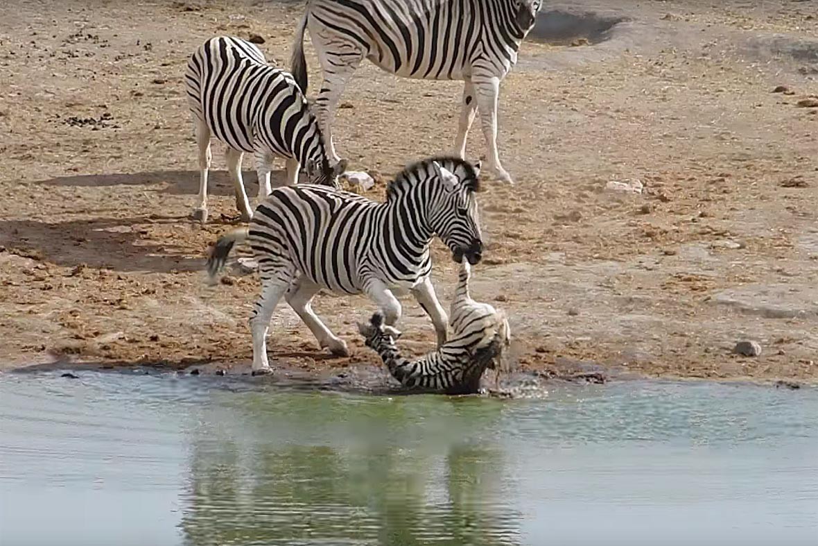 Bi kịch sư tử mẹ trong sở th&uacute; giết thịt con m&igrave;nh dứt ruột đẻ ra: Tại sao Hổ dữ kh&ocirc;ng ăn thịt con m&agrave; sư tử lại l&agrave;m như vậy? - Ảnh 4.