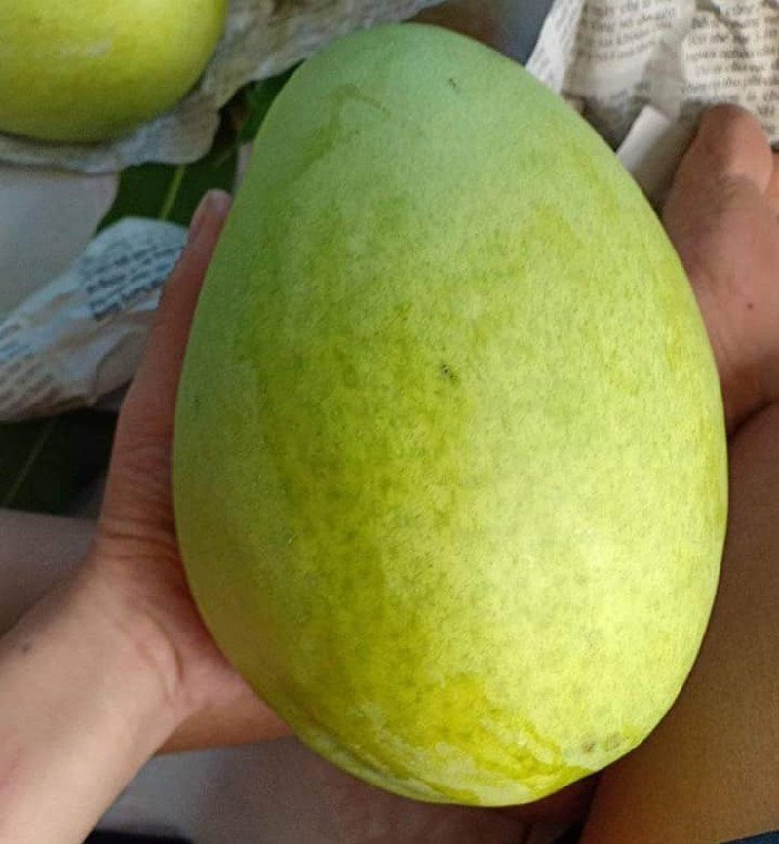 C&ugrave;ng l&agrave; xo&agrave;i nhưng ở ngo&agrave;i chợ c&oacute; đến 10 loại để bạn lựa chọn v&agrave; thưởng thức - Ảnh 5.