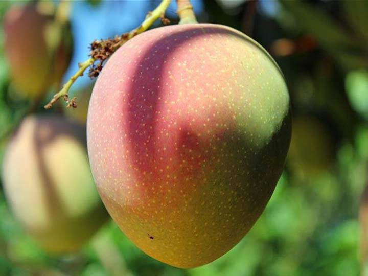 C&ugrave;ng l&agrave; xo&agrave;i nhưng ở ngo&agrave;i chợ c&oacute; đến 10 loại để bạn lựa chọn v&agrave; thưởng thức - Ảnh 8.