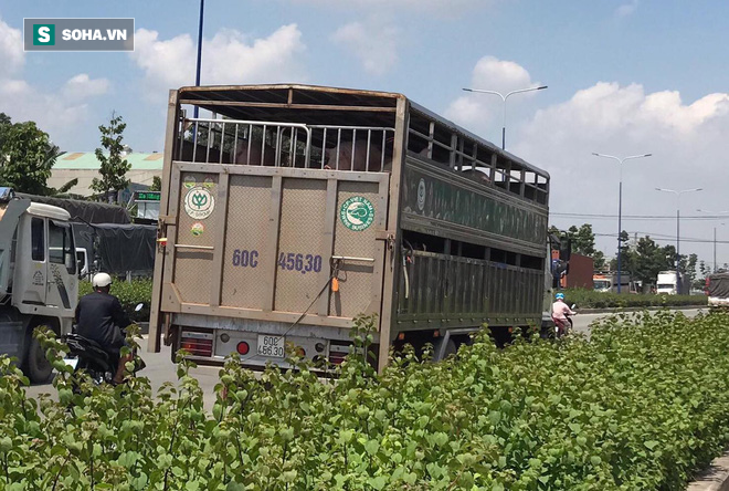 Xe tải chở heo tông chết người đàn ông giữa ngã tư tử thần - Ảnh 2.