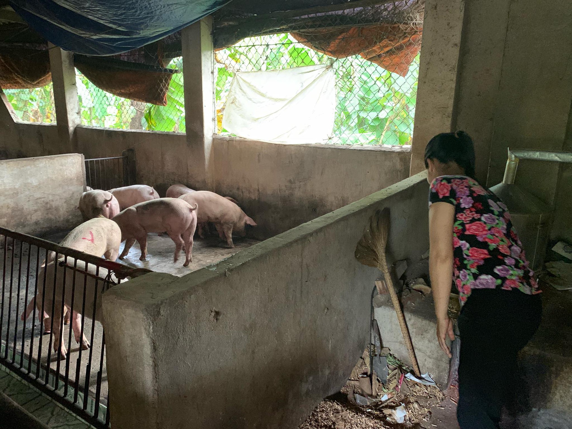 Lần Đầu Tiên Đàn Heo Nhiễm Dịch Tả Lợn Châu Phi Sắp Bị Tiêu Hủy, Bất Ngờ  Hết Bệnh Nhờ... Ăn Bã Rượu (22/08/2019)