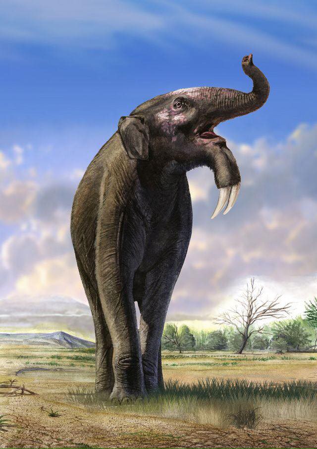 Có thể bạn chưa biết, tổ tiên của voi và tê giác cổ đại có vẻ ngoài quái dị hơn ngày nay nhiều! - Ảnh 2.