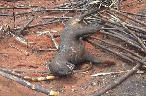 Sự thật về loạt hình thú rừng chết cháy ở Amazon gây ám ảnh: Hỏa hoạn và những cái chết là thật, nhưng không liên quan đến nhau! - Ảnh 8.