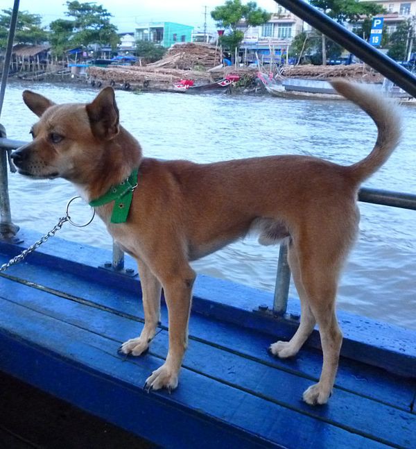Việc gì phải chọn chó Nhật Shiba khi Việt Nam cũng có tứ đại danh khuyển dư sức đóng Cậu Vàng? - Ảnh 2.