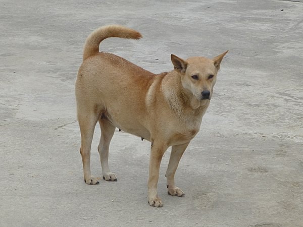 Việc gì phải chọn chó Nhật Shiba khi Việt Nam cũng có tứ đại danh khuyển dư sức đóng Cậu Vàng? - Ảnh 1.