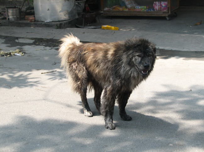 Việc gì phải chọn chó Nhật Shiba khi Việt Nam cũng có tứ đại danh khuyển dư sức đóng Cậu Vàng? - Ảnh 3.