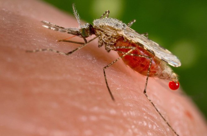 Bé nhỏ là thế, tại sao muỗi có thể đe dọa mạng sống của một nửa dân số thế giới? - Ảnh 3.