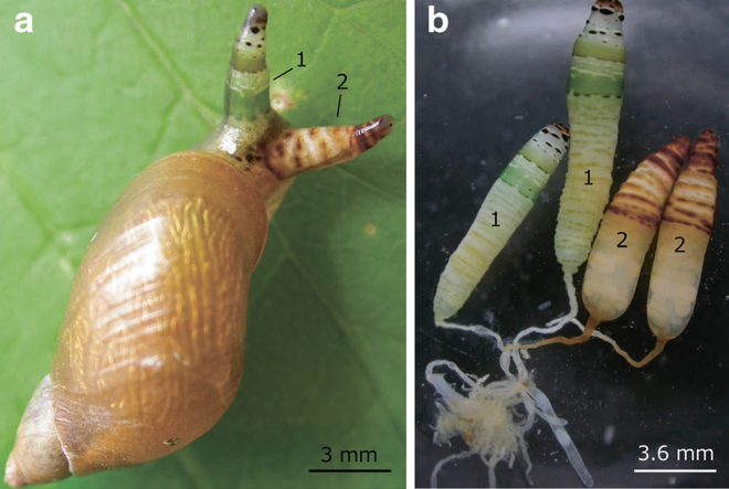 Loại kí sinh trùng biến ốc sên thành zombie với đôi mắt màu xanh nhấp nháy - Ảnh 2.