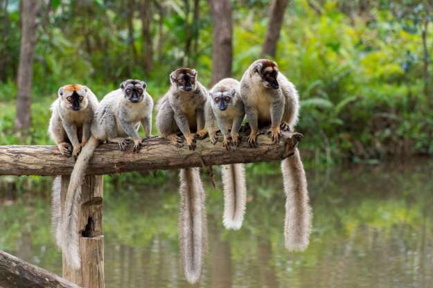 Madagascar - “Thiên đường” của những loài động vật kỳ lạ - Ảnh 12.