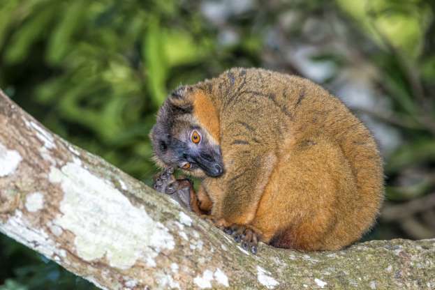 Madagascar - “Thiên đường” của những loài động vật kỳ lạ - Ảnh 15.
