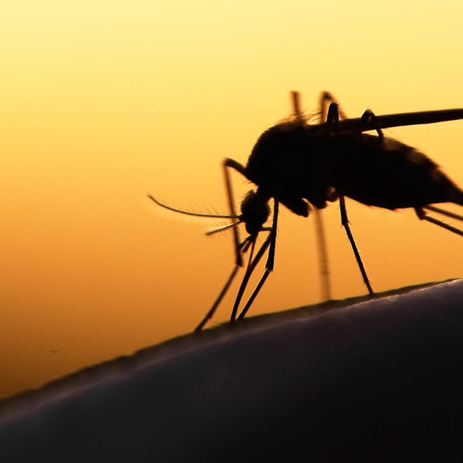 Bé nhỏ là thế, tại sao muỗi có thể đe dọa mạng sống của một nửa dân số thế giới? - Ảnh 9.