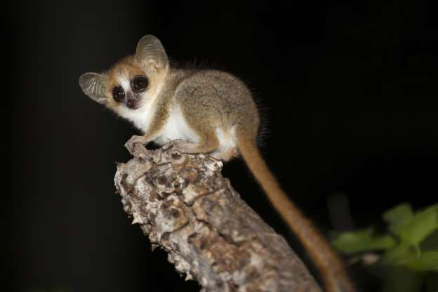 Madagascar - “Thiên đường” của những loài động vật kỳ lạ - Ảnh 10.