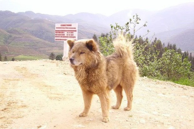Cần gì Shiba, 39 năm trước từng có một chú chó ta đóng Cậu Vàng với Lão Hạc rất ổn đây này! - Ảnh 5.