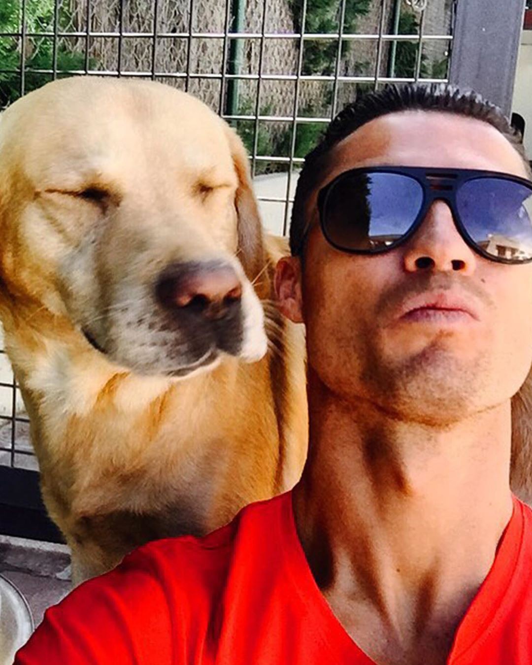 Soi cún cưng của các siêu sao: Ronaldo dùng chó để tán gái, Messi thì sở  hữu anh bạn cực bự nhưng chó của Beckham mới là sướng nhất