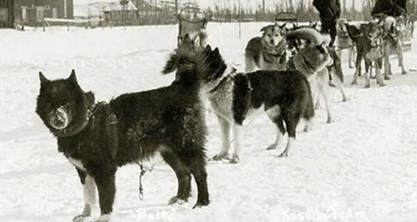 Câu chuyện có thật về 150 chú chó husky anh hùng từng cứu sống ngôi làng 10.000 người khỏi căn bệnh bạch hầu tử thần - Ảnh 1.