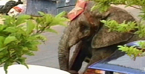Tyke chú voi nổi loạn: Từ 20 năm bị bức ép đến lần gây tai họa cuối cùng và cái chết bi thảm làm rúng động ngành xiếc thú - Ảnh 7.