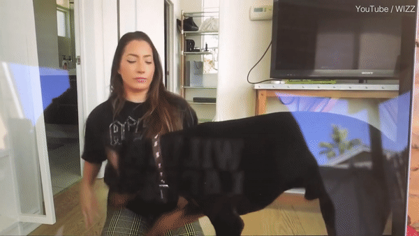 Đăng nhầm clip đánh chó cưng lên kênh Youtube, nữ vlogger bị cư dân mạng chỉ trích ngược đãi động vật - Ảnh 3.