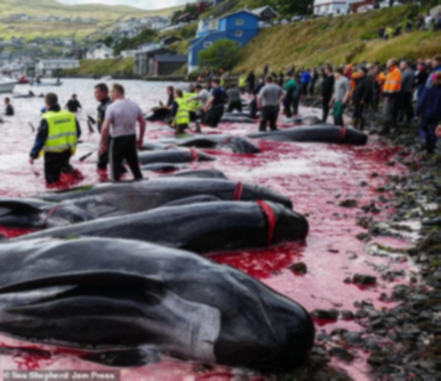 Hình ảnh thợ săn giết thịt 94 con cá voi làm bờ biển nhuốm đỏ, con non bị cắt khỏi bụng mẹ khiến nhiều người đau xót - Ảnh 1.