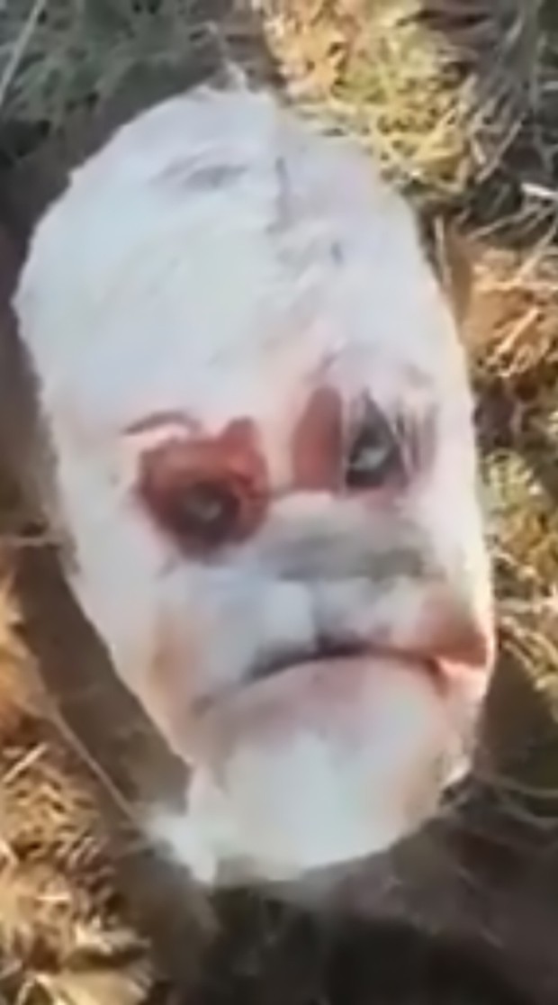 N&ocirc;ng d&acirc;n ph&aacute;t hoảng khi nh&igrave;n thấy khu&ocirc;n mặt giống người của ch&uacute; b&ecirc; con đột biến mới ch&agrave;o đời - Ảnh 1.