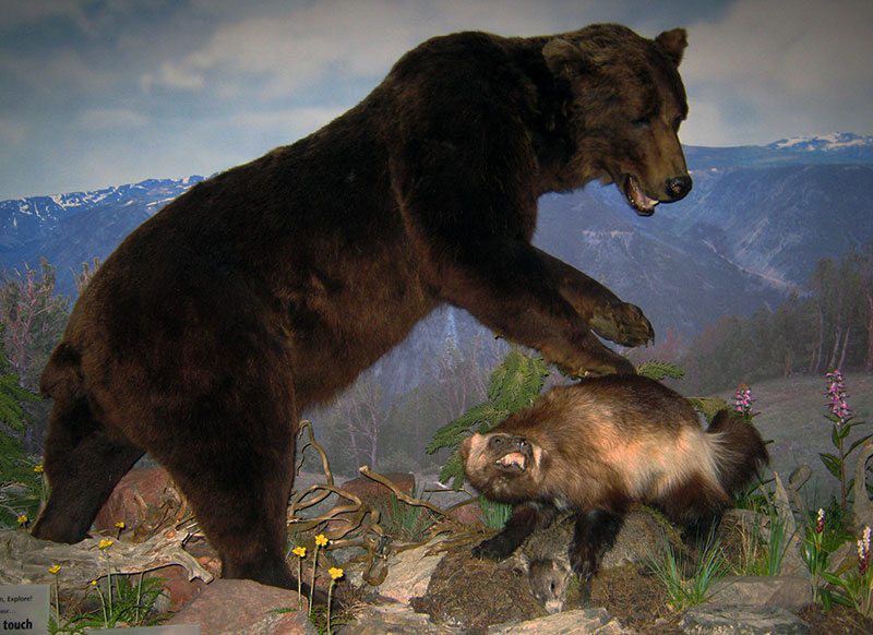 Медведь силен и. Росомаха Сибирская против медведя. Росомаха в тайге. Росомаха и медведь. Росомаха животное.