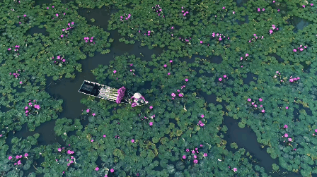 Không chỉ xuất hiện trong video của nhà mốt Louis Vuitton, hoa sen còn được xem như một trong những hình ảnh đại diện cho du lịch Việt Nam  - Ảnh 3.