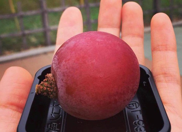 Điểm danh 6 loại hoa quả đắt đỏ nhất hiện nay, chỉ dành cho giới nhà giàu - Ảnh 2. Điểm danh 6 loại hoa quả đắt đỏ nhất hiện nay, chỉ dành cho giới nhà giàu - Ảnh 2.