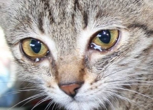 Chúng ta đã từng tự hỏi liệu loài mèo có biết khóc không? Hãy xem hình ảnh một chú mèo khóc để tìm hiểu câu trả lời cho câu hỏi đó nhé!