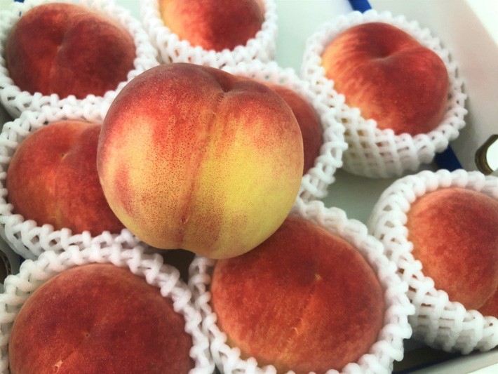 Điểm danh 6 loại hoa quả đắt đỏ nhất hiện nay, chỉ dành cho giới nhà giàu - Ảnh 5. Điểm danh 6 loại hoa quả đắt đỏ nhất hiện nay, chỉ dành cho giới nhà giàu - Ảnh 5.