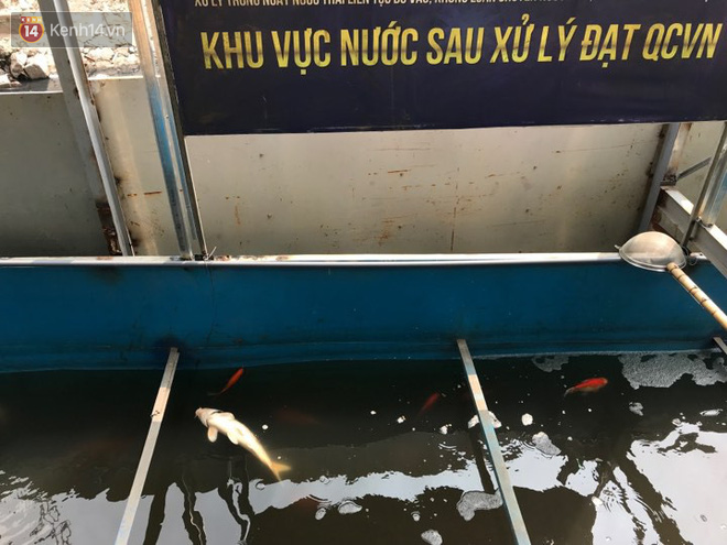 Cá Koi chết sau 2 ngày được thả xuống sông Tô Lịch, bảo vệ túc trực ngày đêm - Ảnh 2.
