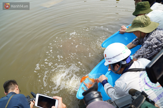 Cá Koi chết sau 2 ngày được thả xuống sông Tô Lịch, bảo vệ túc trực ngày đêm - Ảnh 1.
