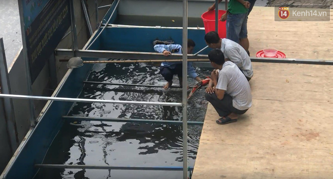 Cá Koi chết sau 2 ngày được thả xuống sông Tô Lịch, bảo vệ túc trực ngày đêm - Ảnh 3.