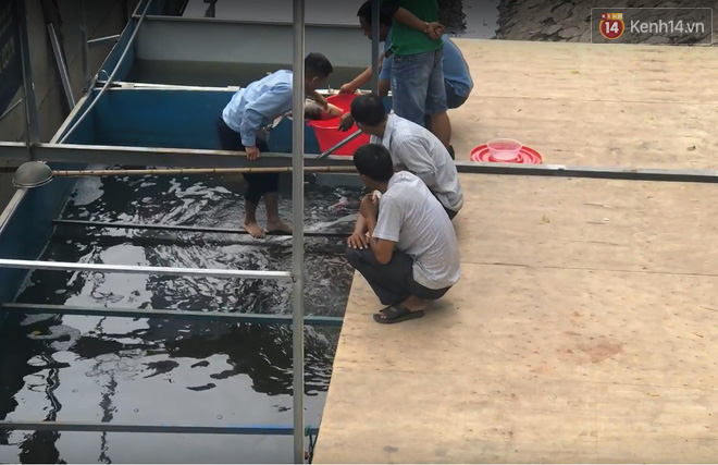 Cá Koi chết sau 2 ngày được thả xuống sông Tô Lịch, bảo vệ túc trực ngày đêm - Ảnh 4.