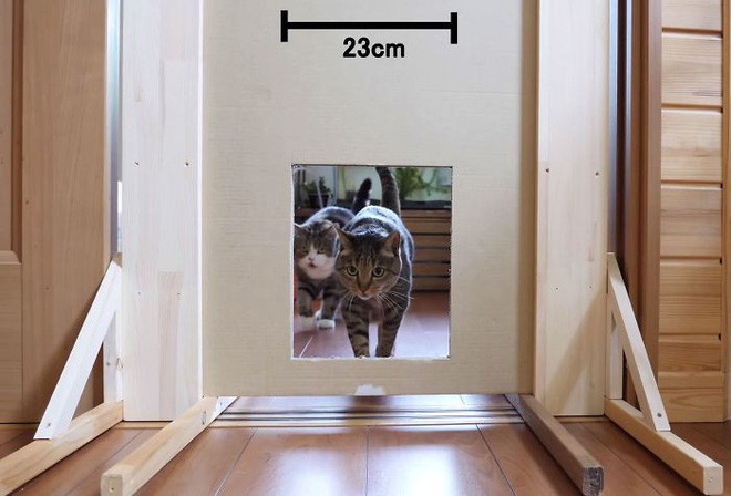 YouTuber Nhật Bản bày trò lách qua khe cửa hẹp cho 2 boss mèo để xem chúng có phải một loại chất lỏng hay không - Ảnh 5.
