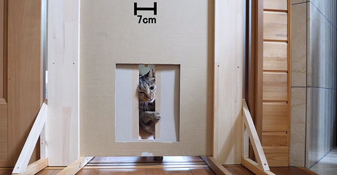 YouTuber Nhật Bản bày trò lách qua khe cửa hẹp cho 2 boss mèo để xem chúng có phải một loại chất lỏng hay không - Ảnh 10.