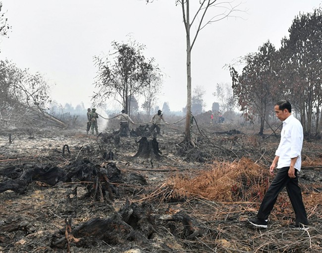  Cháy rừng Indonesia khiến các nước láng giềng nghẹt thở  - Ảnh 2.