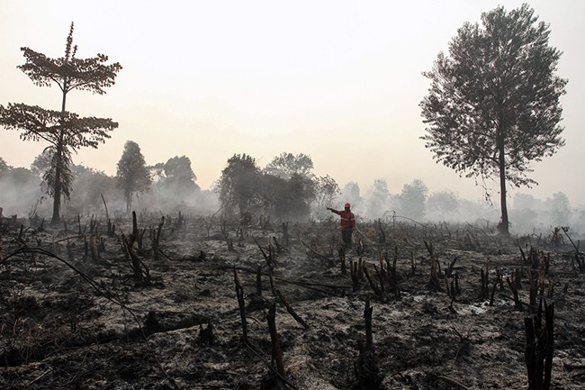  Cháy rừng Indonesia khiến các nước láng giềng nghẹt thở  - Ảnh 8.