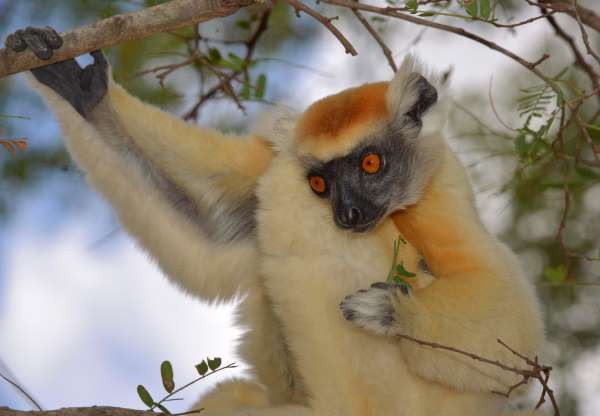 Khám phá những loài động vật kỳ lạ ở quốc đảo Madagascar - Ảnh 12.