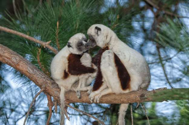 Khám phá những loài động vật kỳ lạ ở quốc đảo Madagascar - Ảnh 8.