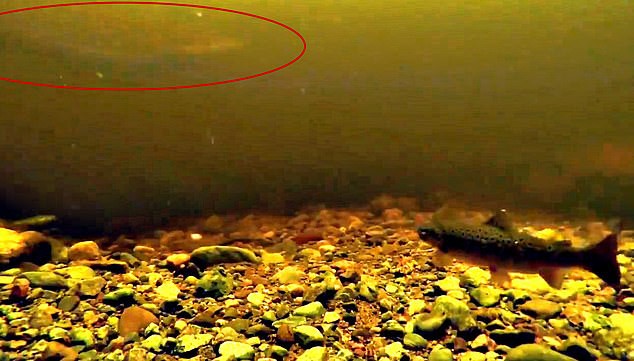 Giải mã đoạn video về Quái vật hồ Loch Ness huyền thoại: Danh tính của Nessie có thể là loài vật không ai nghĩ tới - Ảnh 4.