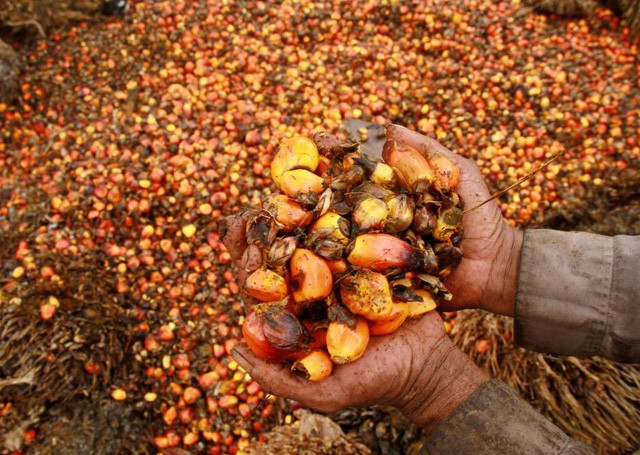 Cơn khát dầu cọ: Cội nguồn của việc cháy rừng hàng loạt tại Indonesia, khiến toàn Đông Nam Á ngập chìm trong ô nhiễm không khí - Ảnh 3.