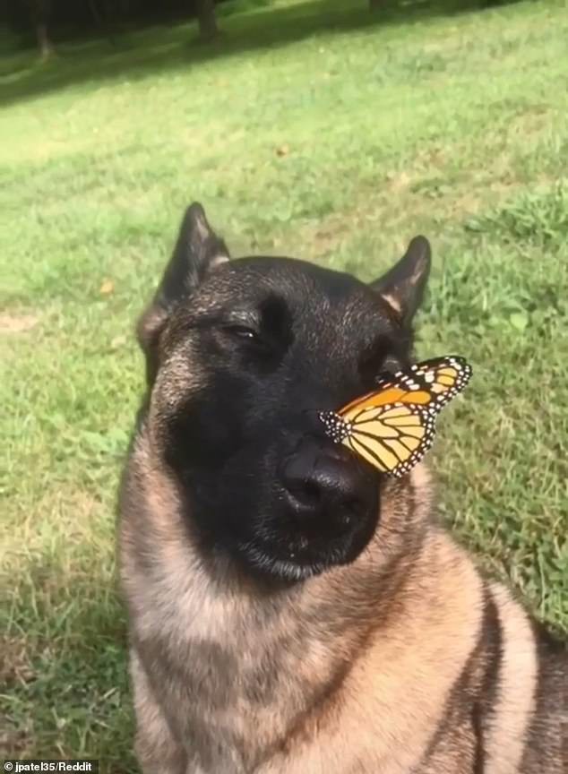 Thứ đáng yêu nhất trên Internet trong những ngày này là clip chú chó vô tư kết thân với con bướm nhỏ - Ảnh 1.