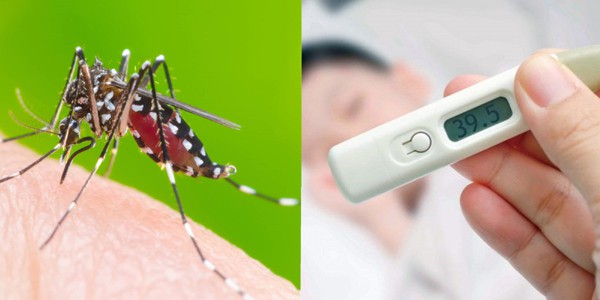 Những điều có thể bạn chưa biết về sốt xuất huyết Dengue - Ảnh 1.