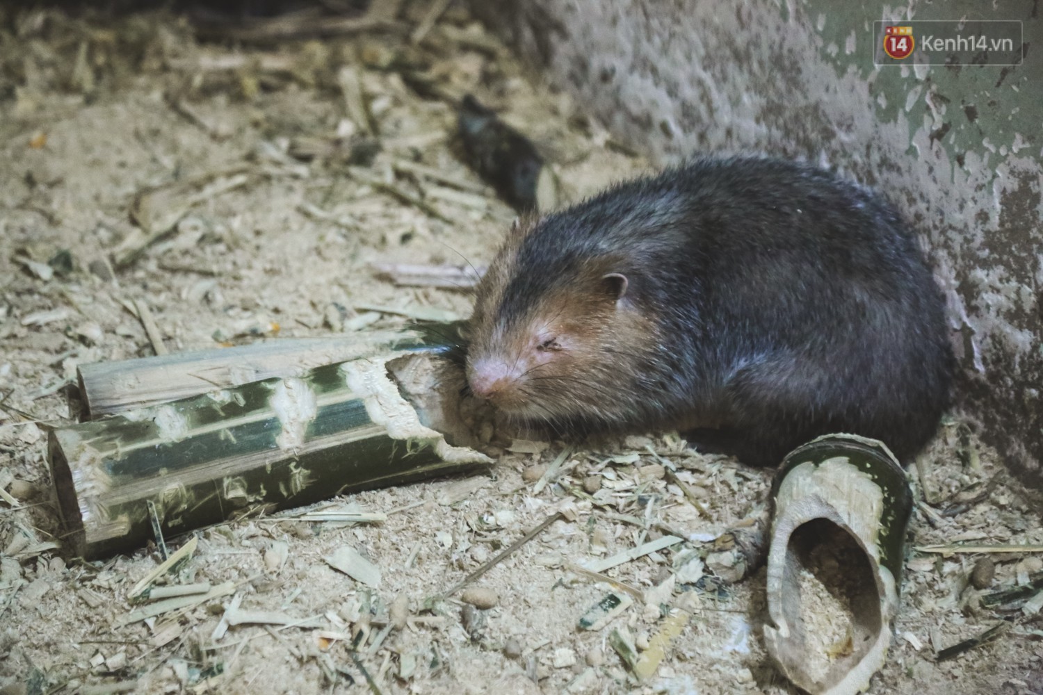 Ch&agrave;ng sinh vi&ecirc;n S&agrave;i G&ograve;n thu nhập 40 triệu đồng/th&aacute;ng nhờ nu&ocirc;i d&uacute;i bằng m&aacute;y lạnh - Ảnh 7.